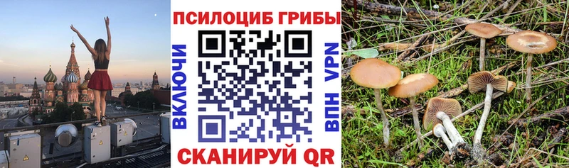 kraken как зайти  Чекалин  Псилоцибиновые грибы мицелий 